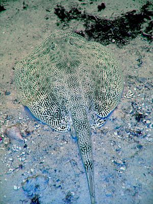 Yellow stingray cozumel3