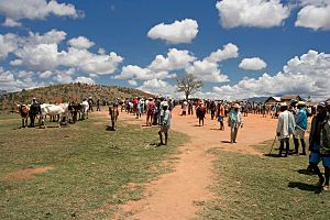 Zebu Market Ambalavao Madagascar