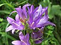 20150812Campanula glomerata4