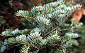 Abies Orjen foliage