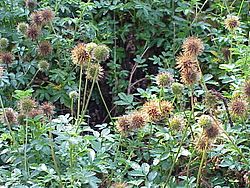 Acaena novae-zelandiae1.jpg