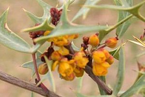 Agarita, Agrito, Algerita (Mahonia trifoliolata).jpg