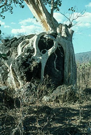 Amate-tree-guerrero