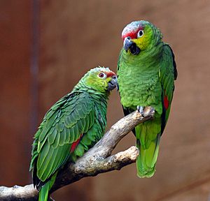 Amazona autumnalis lilacina -Chester Zoo -a pair-8a.jpg