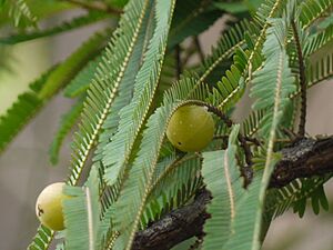 Amla (Gujarati- આમળા) (4938449876).jpg