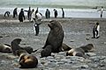 Antarctic Fur Seals of various sizes (5724162986)