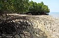 Bali Barat mangroves