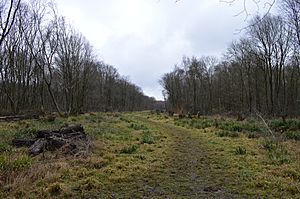 Balls Wood 8