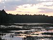 View of densely-vegetated Atlantic White Cedar bog at Bass River State Forest