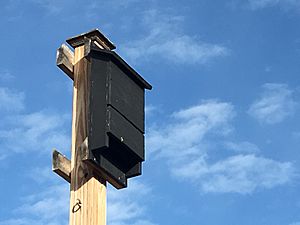 Bat House