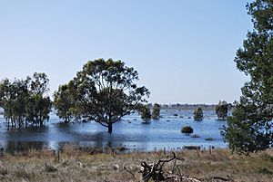 Berrigan Flooded Farm 002