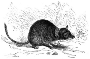 Beutelgilbmaus brehm