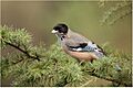 Black-headed-jay-rkd