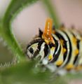 Black Swallowtail osmeterium, Megan McCarty123