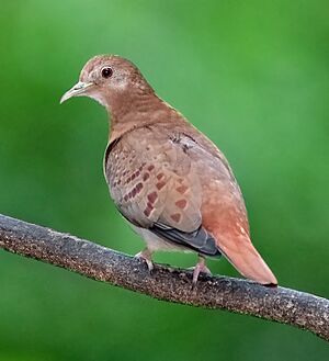 Blue Ground Dove female.jpg