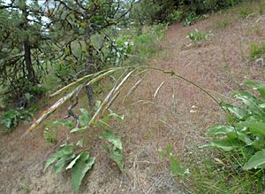 Bromus carinatus