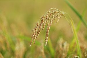 Byeo (Japonica rice).jpg