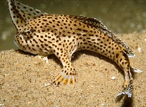 CSIRO ScienceImage 10 The Endangered Spotted Handfish.jpg