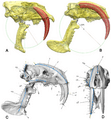 Canines of Smilodon and Thylacosmilus