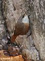 Canyon Wren