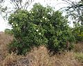 Capparis lasiantha mature