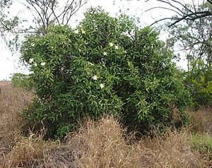 Capparis lasiantha mature.jpg