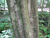 Carpinus caroliniana bark.jpg