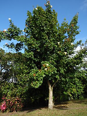 Castaño (Pachira glabra) (14089085770).jpg