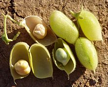 Chickpea pods