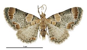 Chloroclystis lichenodes male.jpg