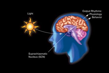 Circadian rhythm labeled