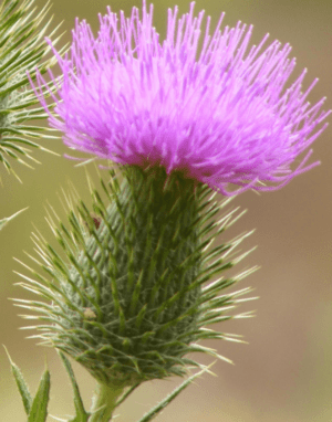 Cirsium vulgare flowerhead Anstey Hill