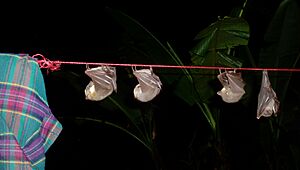 Cynopterus brachyotis laundry