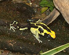 Dendrobates02