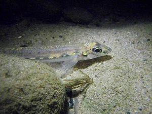 Diamond darter (Crystallaria cincotta).jpg