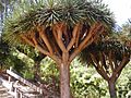 Dragon tree 2