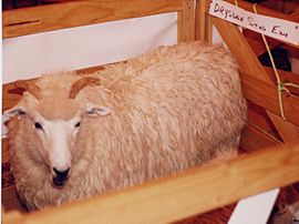 Drysdale ewe