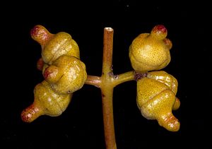 Eucalyptus balladoniensis buds