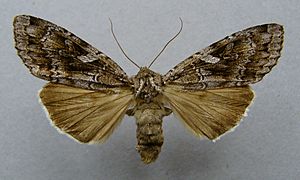 Eurois occulta.01.jpg