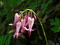 Fringed bleeding-heart flower cluster