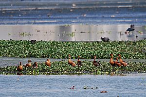 FulvousWhistlingDuck-Pallikaranai