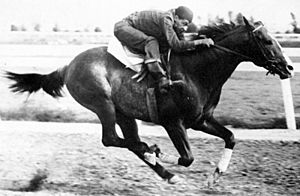 Horse at full gallop racing along a racetrack with a rider bent over the horse's neck.