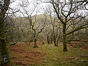 Great Mell Fell - east slope