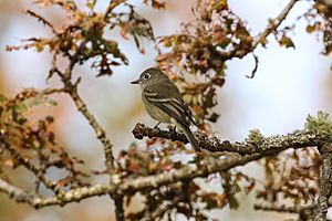 Hammond's flycatcher