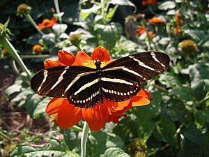 Heliconius charithonius