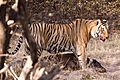 Hunting Tiger Ranthambore