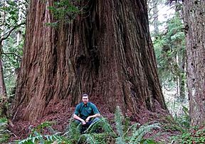 Iluvatar redwood 400.jpg