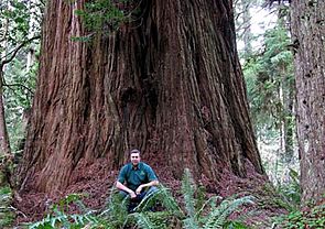 Iluvatar redwood 400