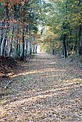 Island Ford Road is one of the many original Colonial road beds that cross various trails throughout the park