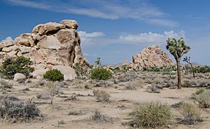 Joshua Tree National Park 2013